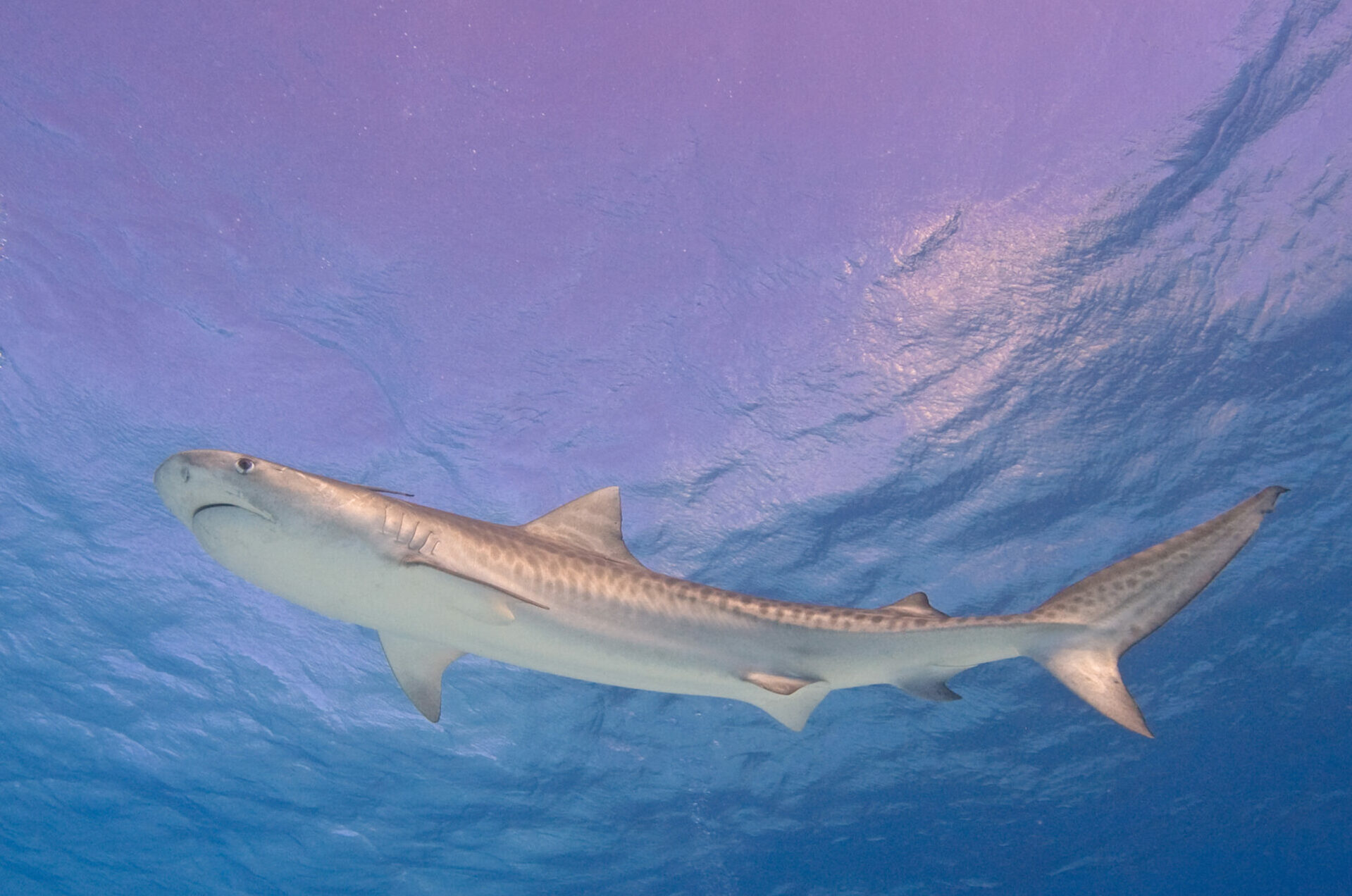 baby-tiger-shark-small