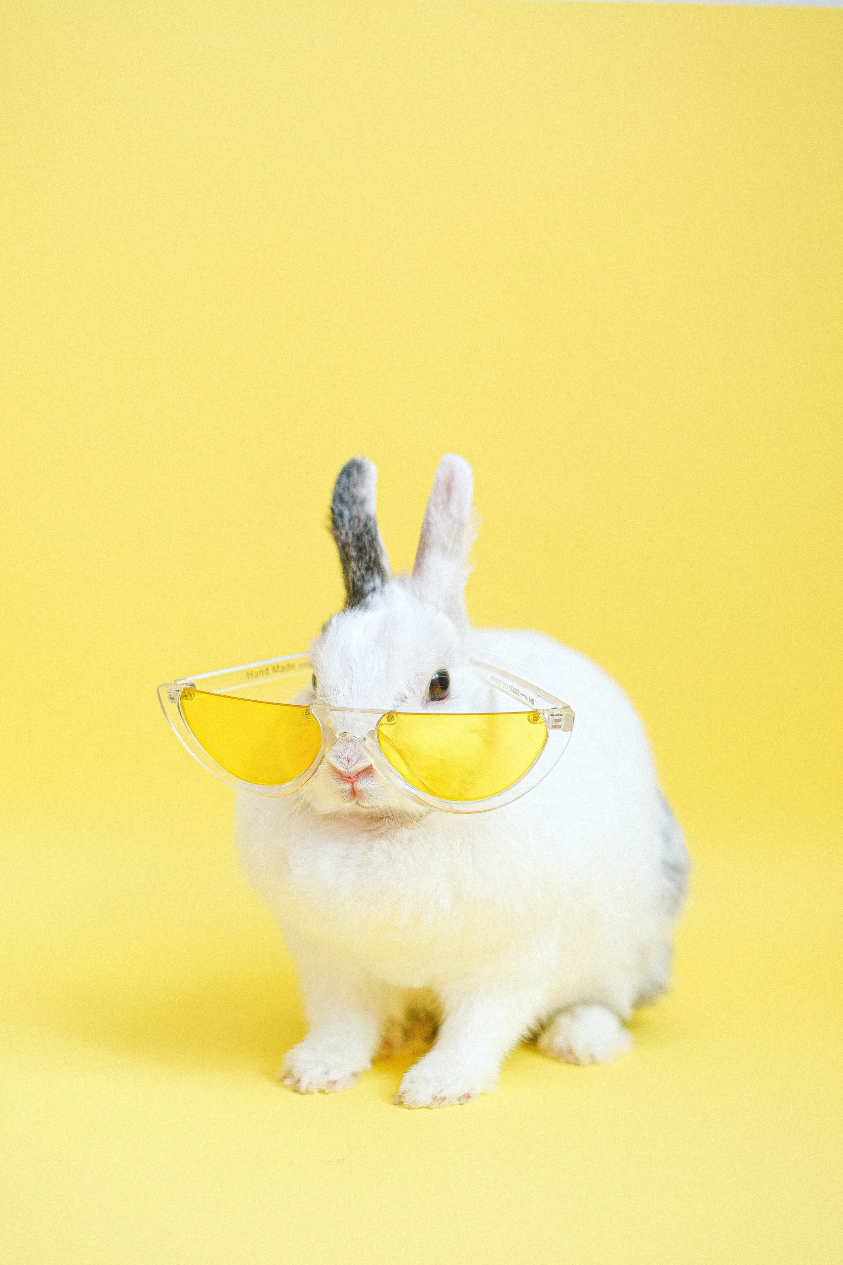 Bunny wearing sunglasses