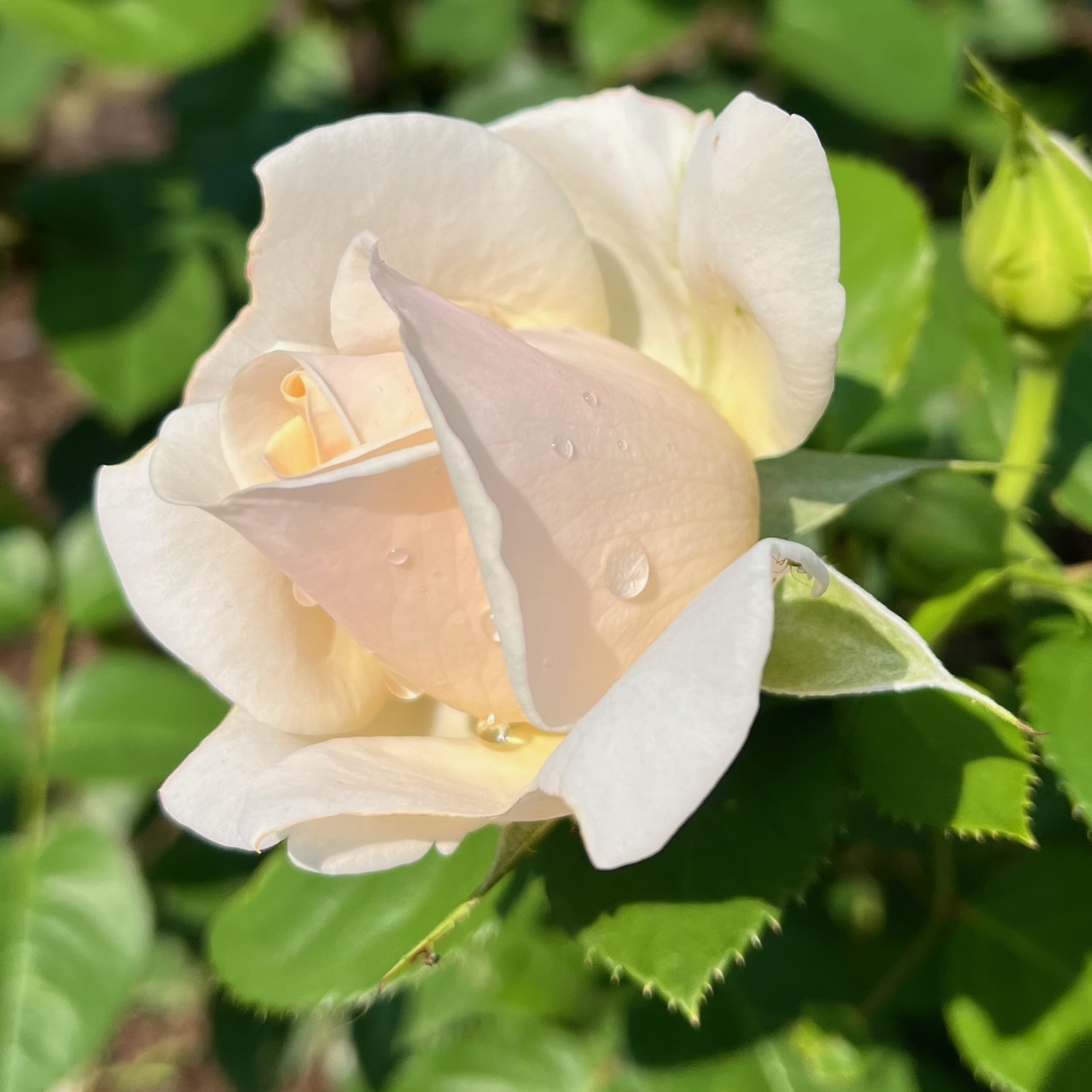 white rose from minot rose garden
