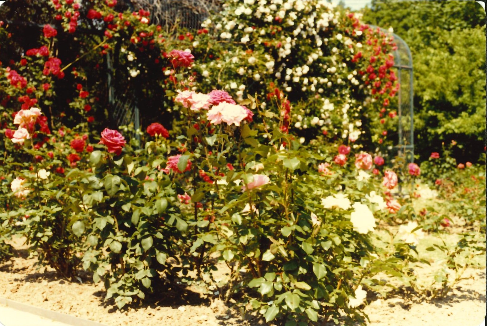rose garden circa 1980