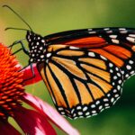A photograph of a monarch butterfly on a flower.