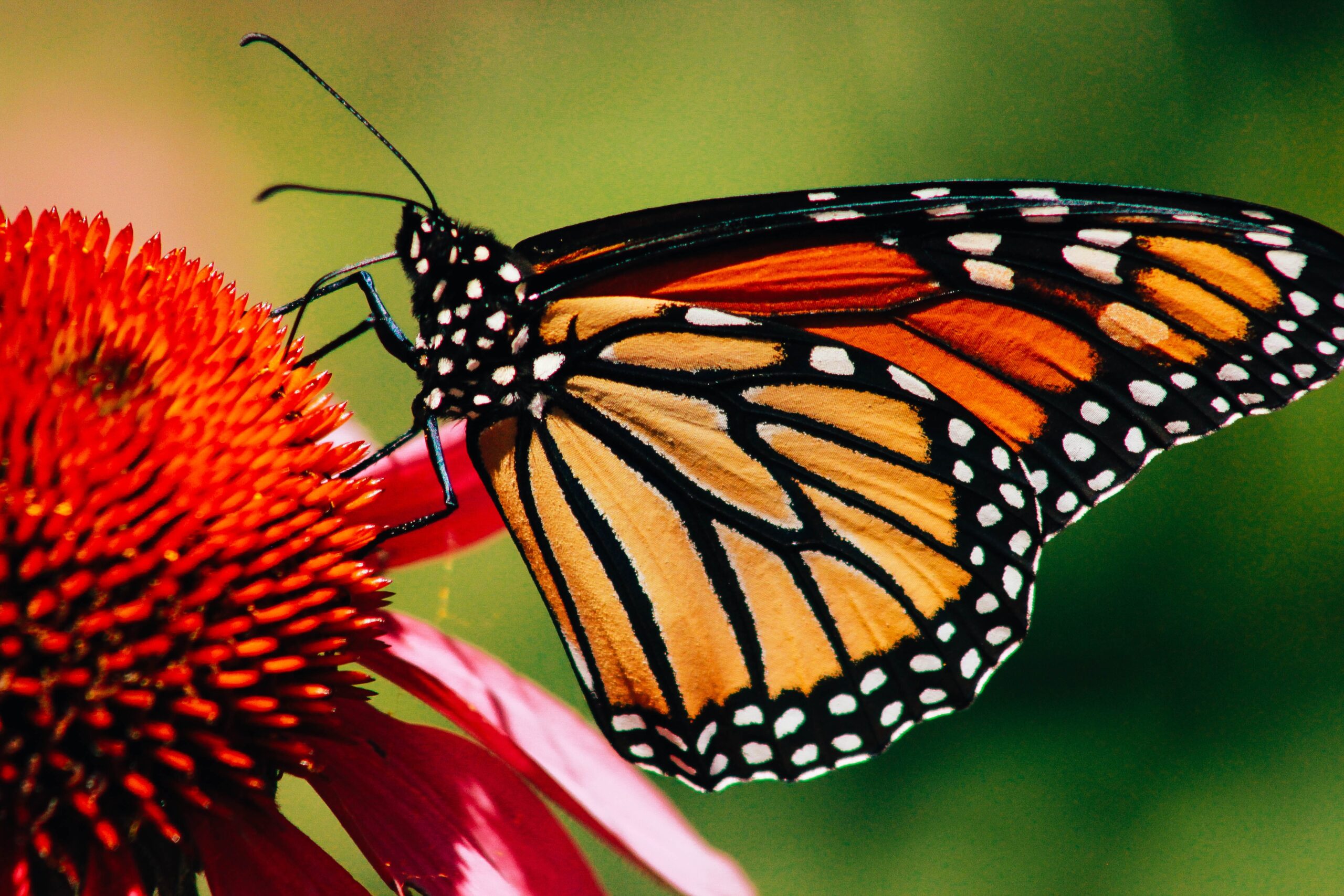 A photograph of a monarch butterfly on a flower.