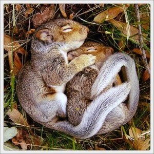 Squirrels hibernating