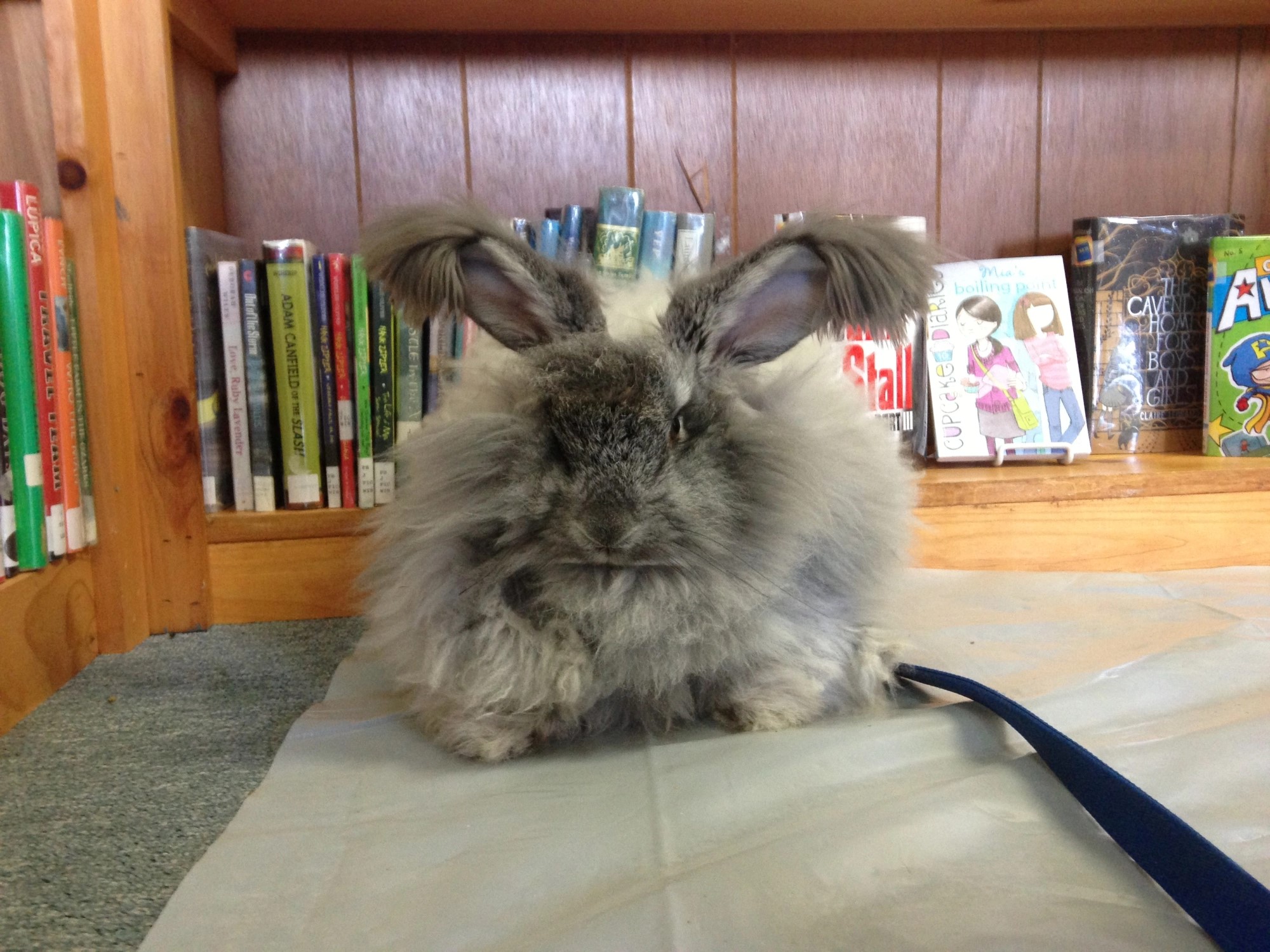 Angora rabbit in front of library books