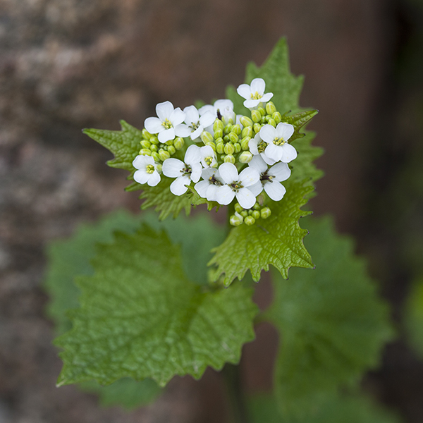 Garlic mustard plant with small white flowers and green laves