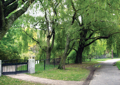 Picture of a walkway and trees in a park