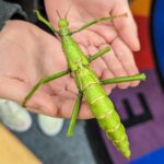 A child's hands holding a large green stick insect.