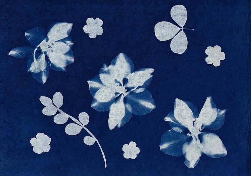 Blue cyanotype print with white plants and flowers