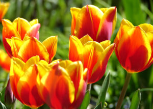 Red and yellow tulips