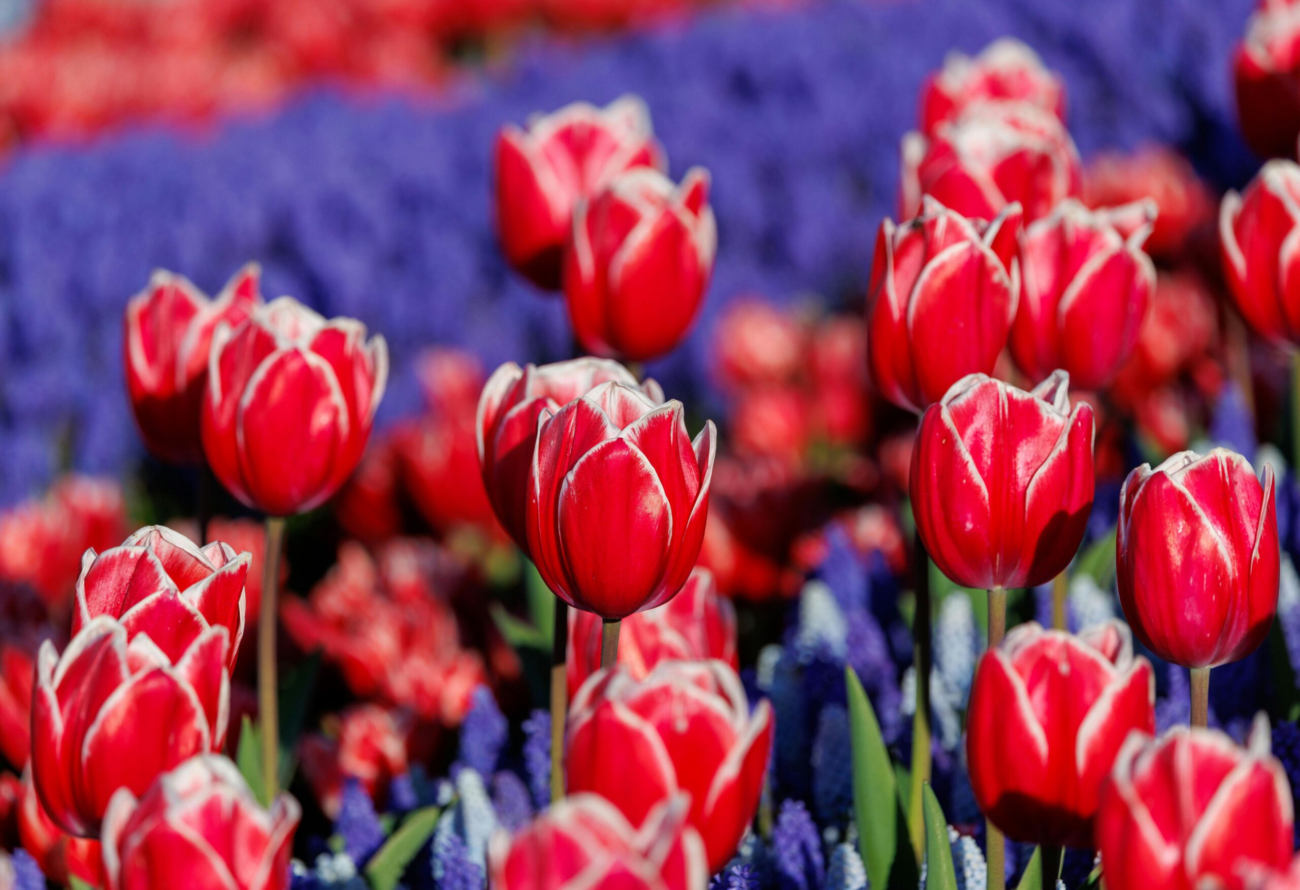 red tulips and field of purple flowers