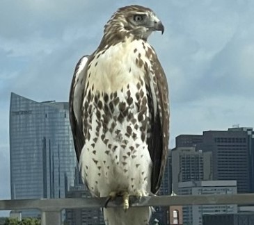 Meet a Raptor