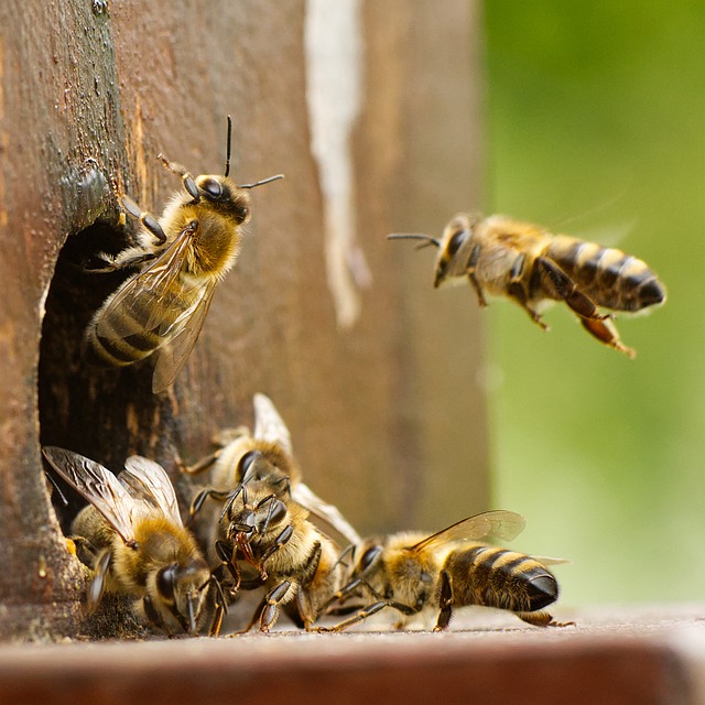 Mighty Honey Bee with Nora Neale