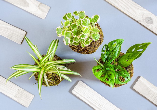Plant Swap