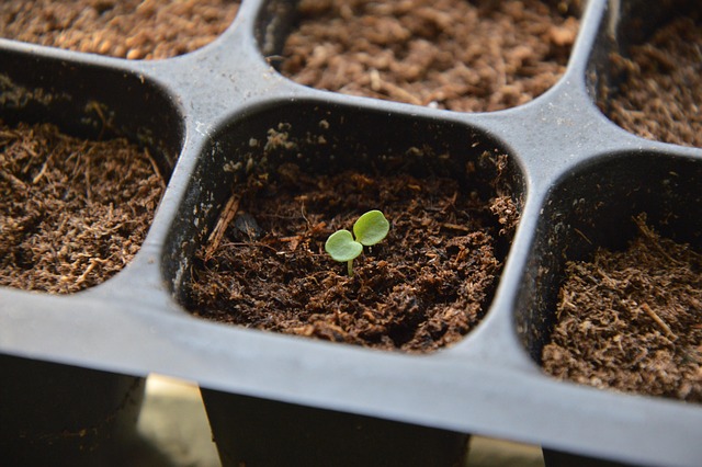 A tiny bud grows in a plant pot.